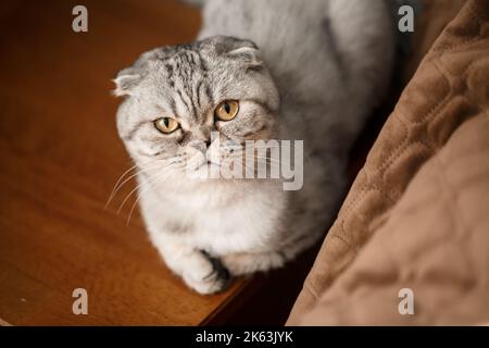 Un beau grand chat écossais gris ou un pli écossais. Chat joueur d'animal de compagnie Banque D'Images