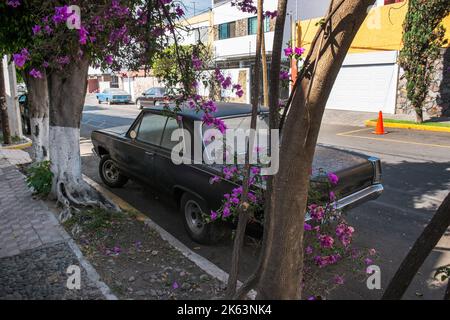 Voiture classique garée dans une rue à Guadalajara, Mexique, fleurs pourpres roses Banque D'Images