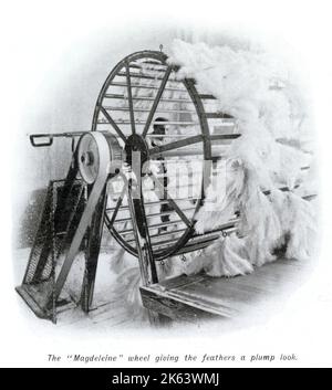 Après que les plumes d'autruche aient terminé leur voyage depuis le Cap, en Afrique du Sud, des balles de plumes cruellement arrachées arrivent par bateau à Londres, le marché aux plumes du monde. Toujours avec la chair déchirée et les pointes saignantes, les plumes ont été lavées puis séchées par une roue de la madeleine pour leur donner un aspect dodu, montré sur la photo. Avant vendu aux enchères à des acheteurs de Paris, Vienne et Amérique. Banque D'Images