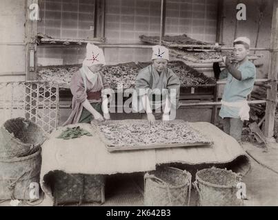 Travailler avec des vers de soie, Japon. Photographie vintage du 19th siècle. Banque D'Images