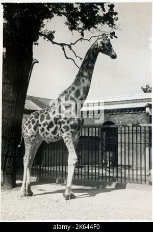 Une girafe dans un zoo Banque D'Images