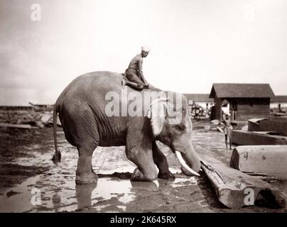 C.1880 - La Birmanie, l'Inde et de l'éléphant de travail journaux déménagement cornac Banque D'Images