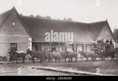 Photographie d'époque du XIXe siècle : entraîneur et cheval de Goldfields, Hôtel Royal, Potchefstroom, exploitation aurifère en Afrique du Sud. Banque D'Images