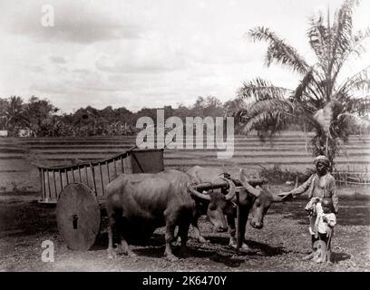 1880 South East Asia - charrette et conducteur dans le riz des rizières, péninsule malaise, Java ou l'Indonésie Banque D'Images
