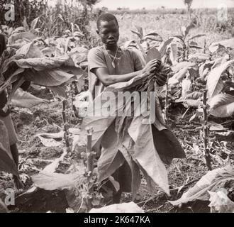 1940s Afrique de l'est Ouganda - culture et transformation du tabac Photographie d'un officier de recrutement de l'armée britannique en poste en Afrique de l'est et au Moyen-Orient pendant la Seconde Guerre mondiale Banque D'Images