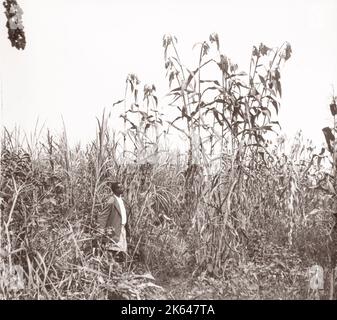 1940s Afrique de l'est - Ouganda - Bunyuro - culture du mil Photographie d'un officier de recrutement de l'armée britannique en poste en Afrique de l'est et au Moyen-Orient pendant la Seconde Guerre mondiale Banque D'Images