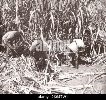 1940s Afrique de l'est - Ouganda - coupe de canne à sucre plantation de Lugasi Photographie d'un officier de recrutement de l'armée britannique stationné en Afrique de l'est et au Moyen-Orient pendant la Seconde Guerre mondiale Banque D'Images