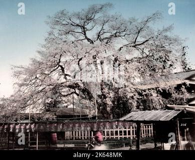 C.1880, le Japon - cerisiers en fleurs au printemps avec Banque D'Images