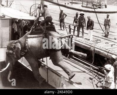 Chargement d'un éléphant sur un navire, la Birmanie, l'année 1880 Banque D'Images