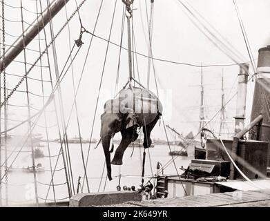 Chargement d'un éléphant sur un navire à l'aide d'une grue, Birmanie, vers 1880 Banque D'Images