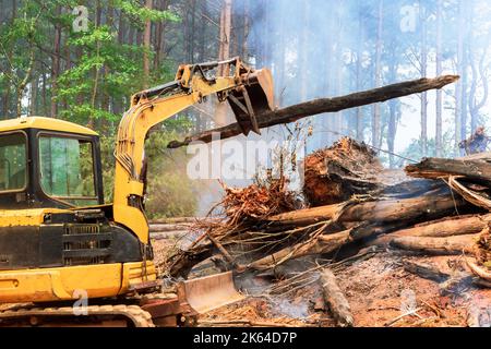 Brûlage d'arbres déracinés dans le cadre du processus de préparation des terres pour les maisons de construction Banque D'Images