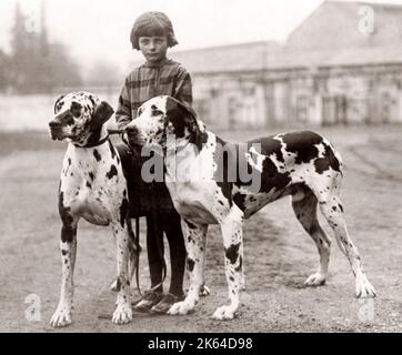 Great Danes à police dog show, White City, Londres, 1929 Banque D'Images