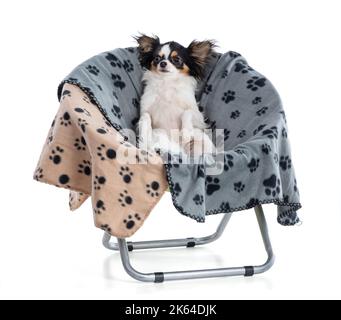Mignon Chihuahua assis dans un fauteuil avec des couvertures sur un fond blanc Banque D'Images