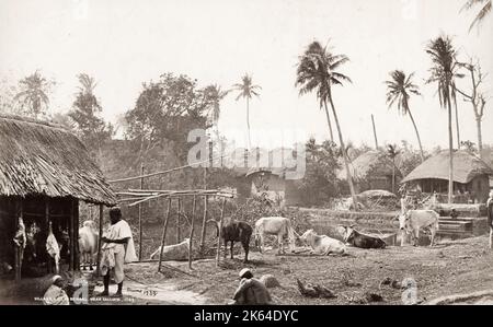 Photo du XIXe siècle : Inde - vie de village au Bengale, près de Calcutta, Kolkata, Inde, 1860 par Samuel Bourne. Banque D'Images