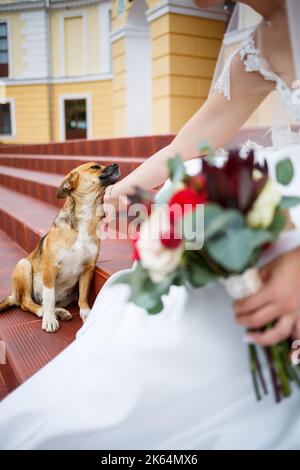 Petits chiens drôles le jour du mariage Banque D'Images