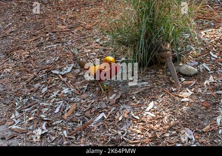 Une paire de faisans d'or (Chrysolophus pictus) au parc animalier de Featherdale à Sydney, Nouvelle-Galles du Sud, Australie. (Photo de Tara Chand Malhotra) Banque D'Images