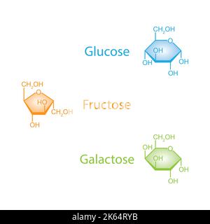 Illustration chimique des monosaccharides. Glucose, fructose et galactose. Symboles colorés. Illustration vectorielle. Illustration de Vecteur