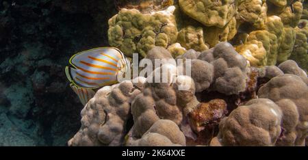 Butterflyfish ornemental naviguant sur le récif. Banque D'Images