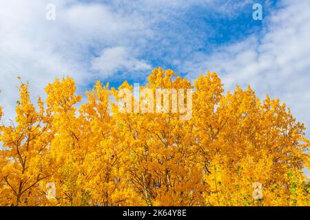 Les bouleaux d'automne contre le paysage du ciel bleu dans les prairies du sud de l'Alberta près de Calgary, au Canada. Arrière-plan de la saison nature. Banque D'Images