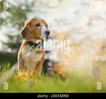 Beagle chien dans la nature du parc d'automne. Copier l'espace Banque D'Images