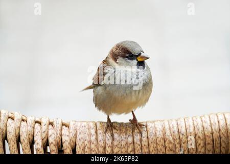 Gros plan Sparrow. Passeridae. Songbird. Banque D'Images