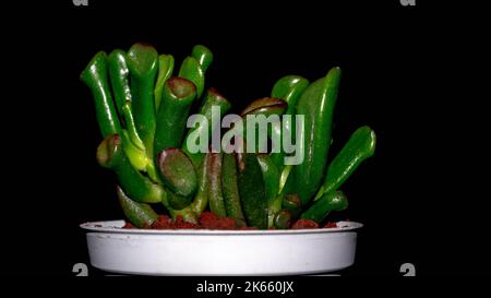 Isolé Crassula golum sur fond sombre. Jade en pot à la crassula et au golum Banque D'Images