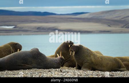 Colonie de morses située sur la rive. Paysage arctique sur fond flou. Nordaustlandet, Svalbard, Norvège Banque D'Images