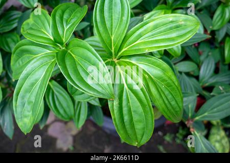 Les feuilles de Parijoto (Medinilla speciosa) sont peu profondes Banque D'Images