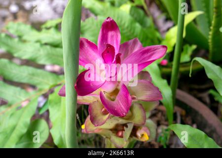 Zingiber officinale Var rubrum Rhizoma fleur rose Banque D'Images