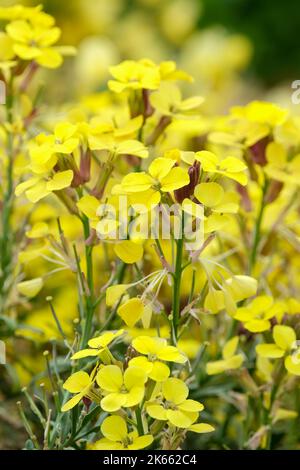 Erysimum 'Moonlight', Erysimum cheiri 'Moonlight', Wallflower alpine, fleurs jaunes Banque D'Images