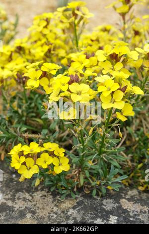 Erysimum 'Moonlight', Erysimum cheiri 'Moonlight', Wallflower alpine, fleurs jaunes Banque D'Images