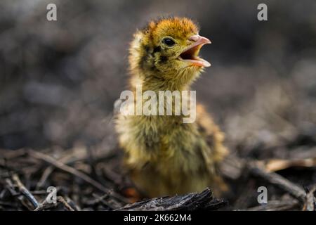 bébé nouveau-né poussait la caille commune sur la faune Banque D'Images