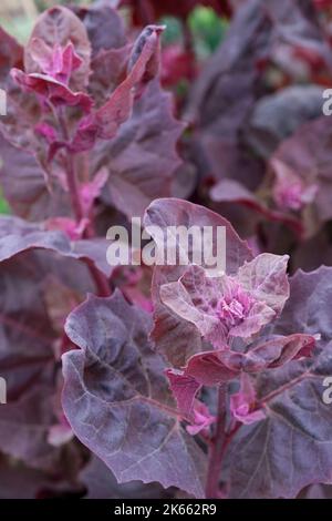 Atriplex hortensis variété rubra, orach rouge, épinards de montagne rouge, orach de jardin, orach, Épinards de montagne, épinards français, ou arrach. Annuel avec ovate Banque D'Images