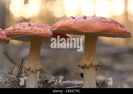 Tabouret, flou et rêveur, dans l'herbe de la forêt. Champignon toxique. Chapeau rouge avec taches blanches. Gros plan de la nature en forêt Banque D'Images