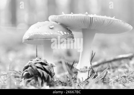 Tabouret noir blanc au fond d'une forêt de conifères dans les bois. Champignon toxique. Capuchon rouge avec points blancs. Gros plan sur la nature Banque D'Images