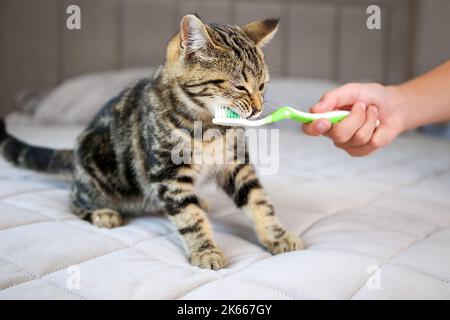 Une femme brosse les dents d'un chat avec une brosse à dents. Banque D'Images