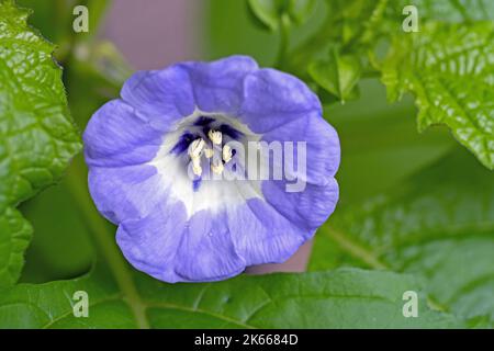 Gros plan de la fleur bleue de la plante de shoo-Fly, Niandra physalodes Banque D'Images