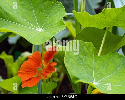 Gros plan de la fleur d'orange et de plusieurs feuilles du Grand Naturtium, Tropaeolum majus. Banque D'Images