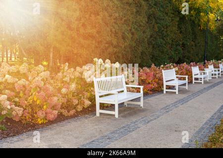 Magnifique chemin dans le parc d'automne avec des bancs en bois blanc et des buissons d'hortensia fleuris. Parc paysager Kemeri. Lettonie, Europe Banque D'Images