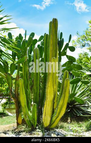 Euphorbia canariensis, communément connu sous le nom d'épi de l'île des Canaries, Hercules club Banque D'Images