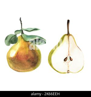 Lot de 2 poires sur fond blanc. Poire avec feuilles vertes et poire coupée avec des piqûres. Illustration aquarelle peinte à la main. Banque D'Images