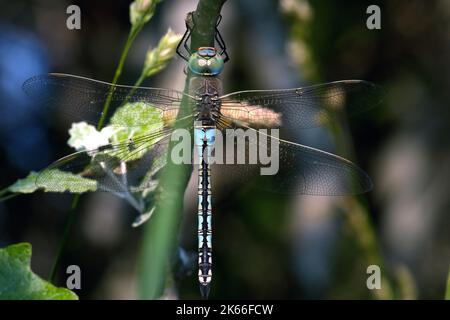 Petite libellule empereur (Anax parthenope), homme, Allemagne Banque D'Images