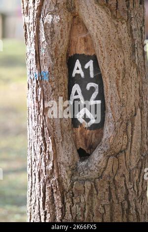 Panneau de randonnée sur un tronc d'arbre avec formation de callus , Allemagne Banque D'Images