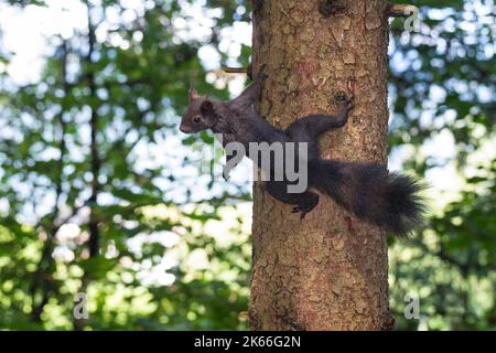 Écureuil rouge européen, écureuil rouge eurasien (Sciurus vulgaris), grimpant à un tronc d'arbre dans la forêt, vue drom ci-dessus, Allemagne Banque D'Images