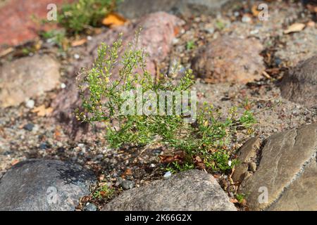 La pepperadventide à feuilles étroites, la peppermotte à feuilles étroites, la peppergrass (Lepidium ruderale), pousse dans les espaces de pose, en Allemagne Banque D'Images