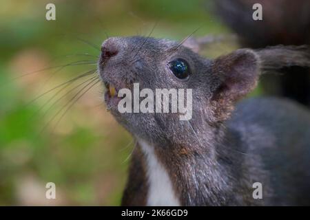 Écureuil rouge européen, écureuil rouge eurasien (Sciurus vulgaris), portrait avec incisives visibles, Allemagne Banque D'Images