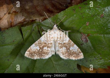 Tapis sablonneux, rivulet sablonneux (Perizoma flavofasciata), assis sur une feuille, vue dorsale, Allemagne Banque D'Images