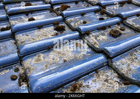 Lichens et mousses sur un toit avec carreaux bleus émaillés, Allemagne, Rhénanie-du-Nord-Westphalie Banque D'Images