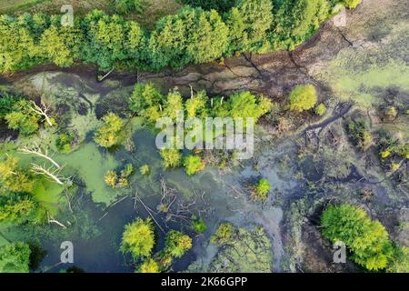 Hellmoor, zone humide, en basse eau en septembre 2022, Laemmerhof, Allemagne, Schleswig-Holstein, Herzogtum Lauenburg, Panten Banque D'Images