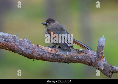 geai de Sibérie (Perisoreus infaustus), perching sur une branche, vue latérale, Scandinavie Banque D'Images